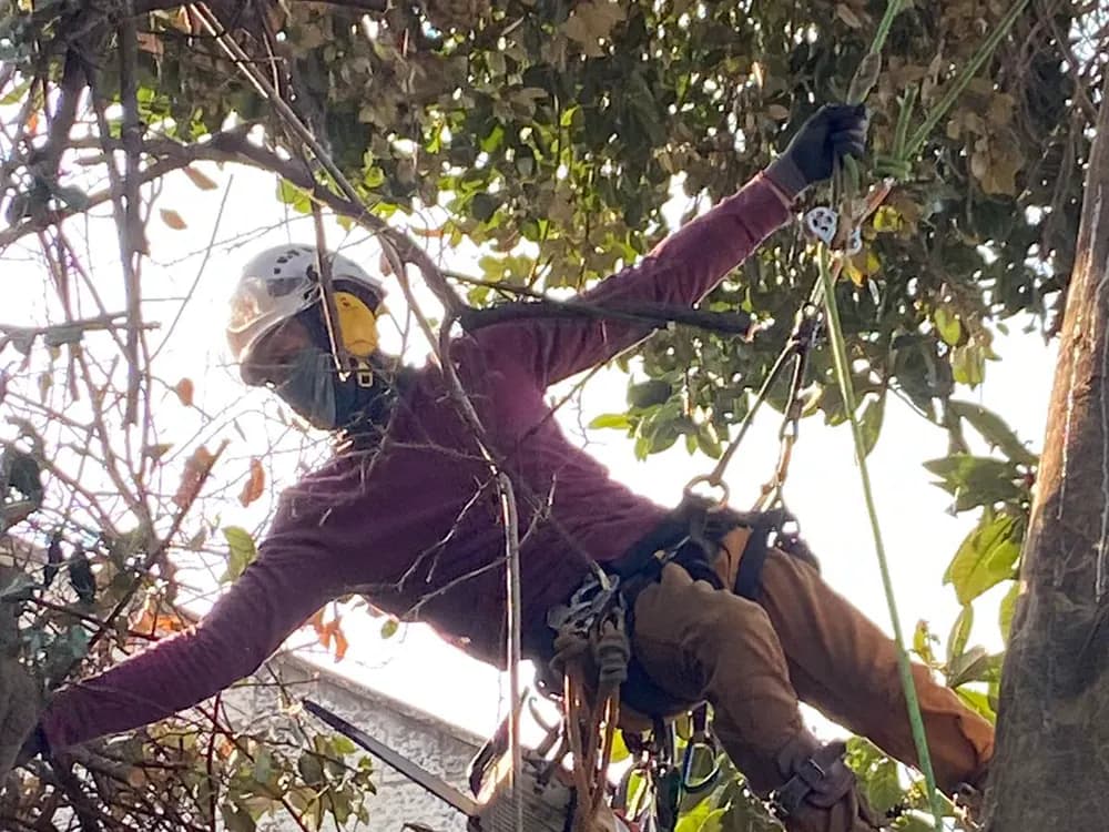 Climbing arborist working in the tree canopy on ropes