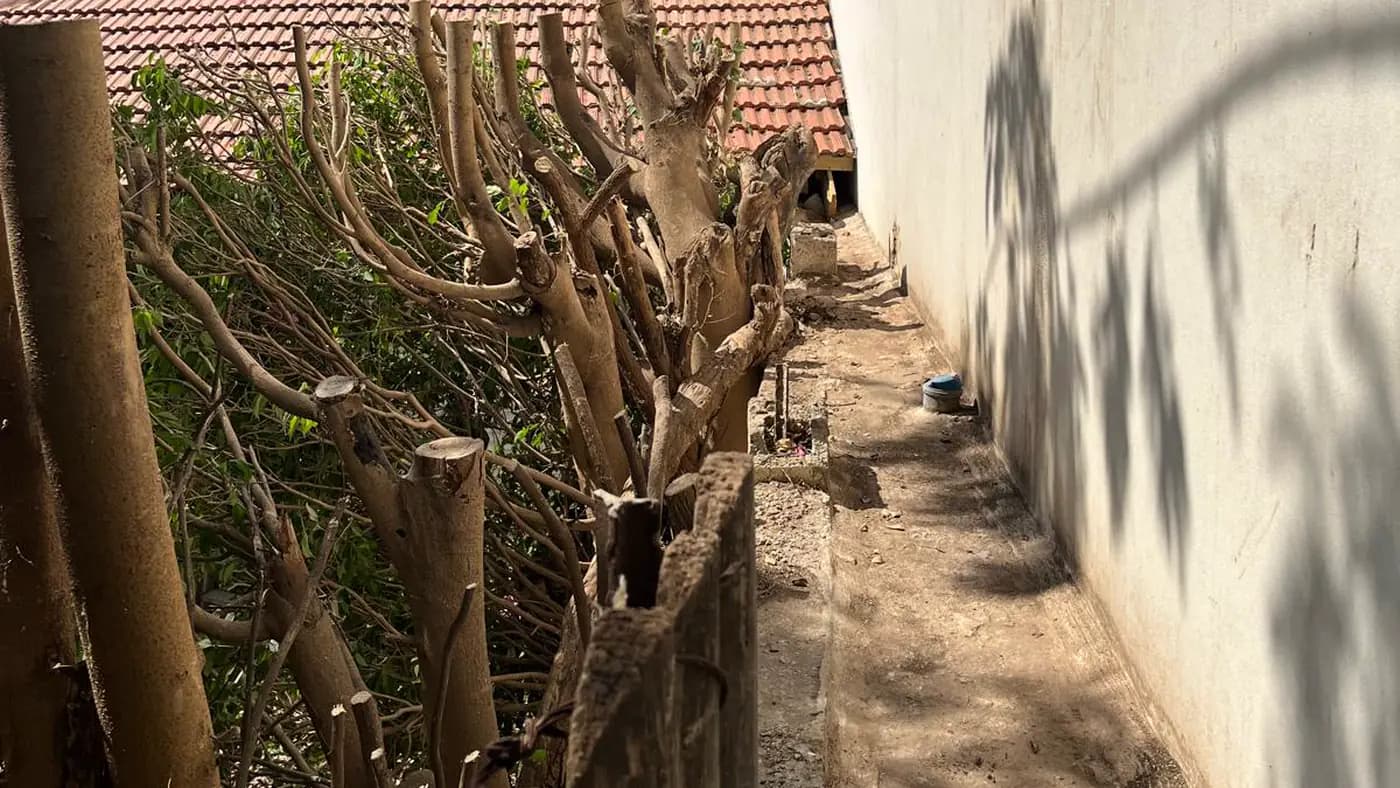 עבודת גיזום במעבר צר בין מבנה לגדר