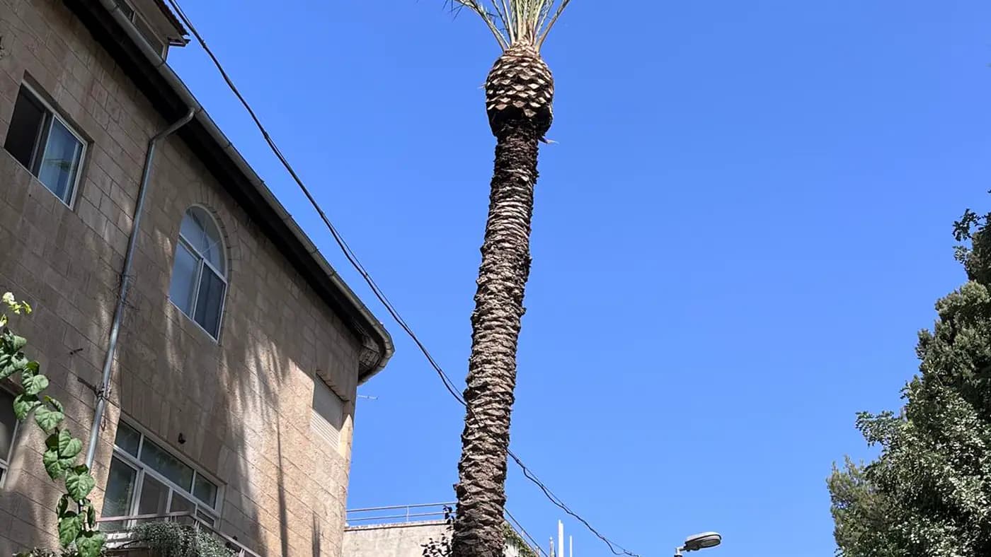 דקל גבוה בחצר בניין מגורים לפני עבודת גיזום