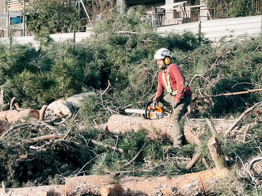 Cut branches and green waste cleared after felling