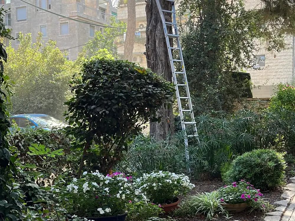 Maintained garden with shaped shrubs and hedges