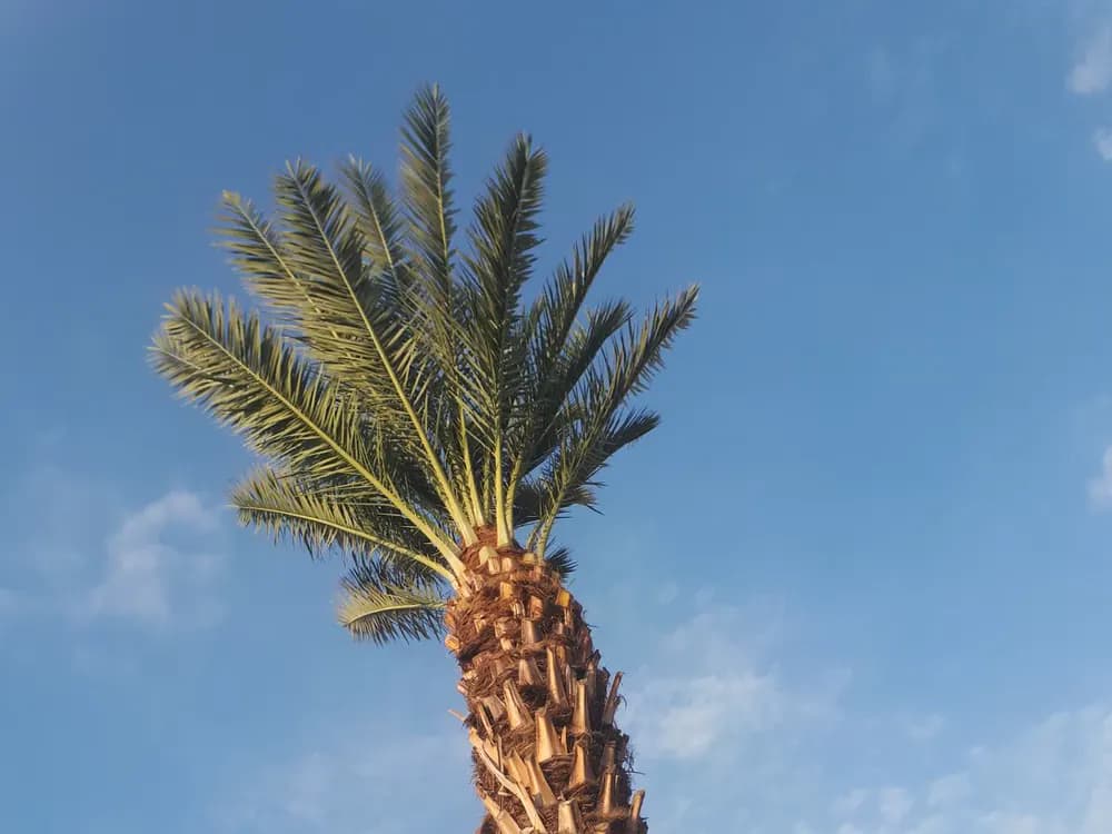 Date palm after cleaning and frond removal