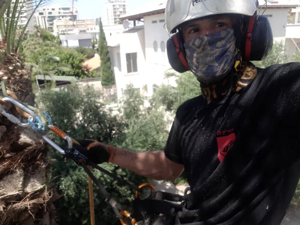 Arborist pruning a tree with a pole saw