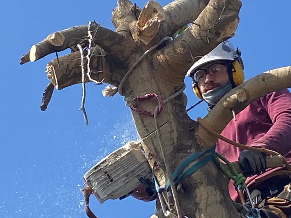 Sectional tree removal by a climbing arborist