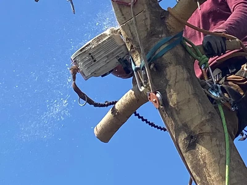 חיתוך ענף כבד במסור שרשרת תוך אבטחה בחבלים