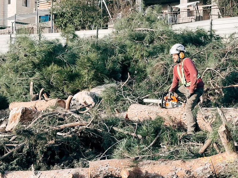 ערימת ענפים וגזעים כרותים בסיום עבודה עם עובד וציוד