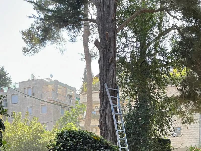 סולם ניצב לעץ אורן גבוה בגינה עירונית