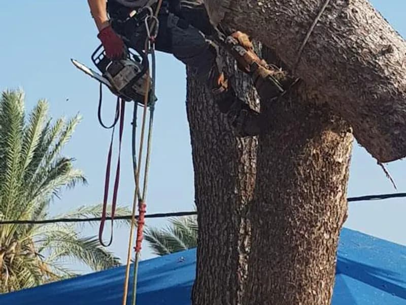 מסור וחבלי אבטחה תלויים בפיצול גזע במהלך העבודה