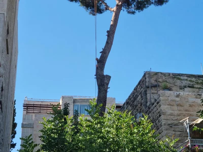 עץ אורן גבוה לצד בניין מגורים עם חבל עבודה