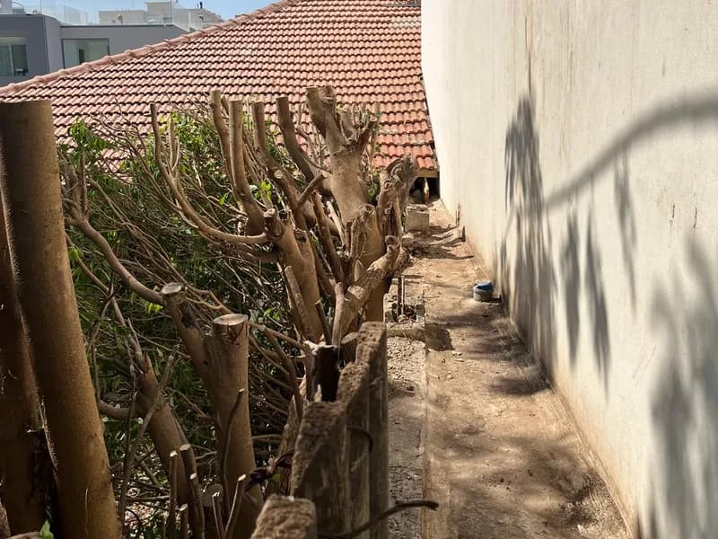 שיחים גזומים לגובה אחיד לאורך מעבר צר בין הבית לגדר