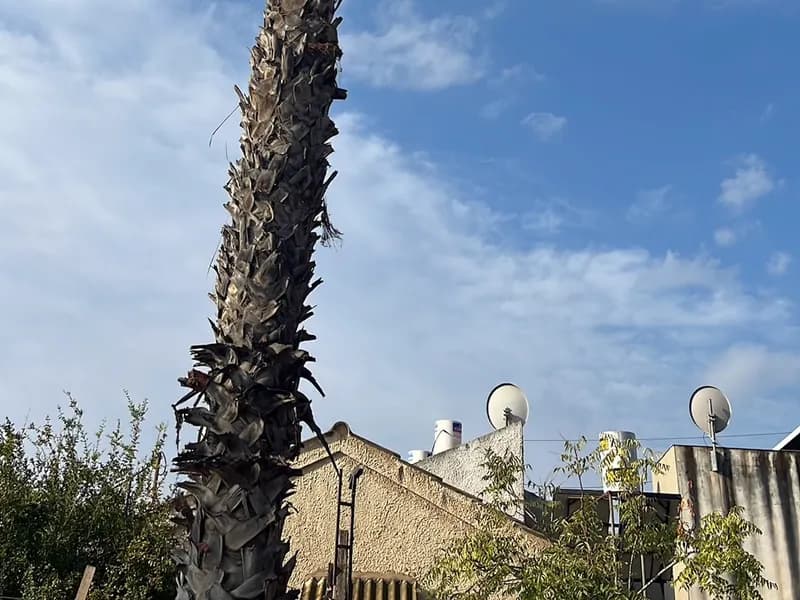 גזע דקל נקי לאחר הסרת חריות יבשות