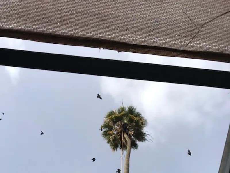 דקל גבוה מעל פרגולה עם חבל עבודה