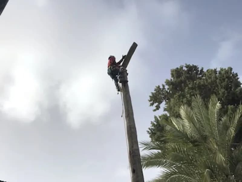 מטפס עצים בראש גזע דקל במהלך פירוק