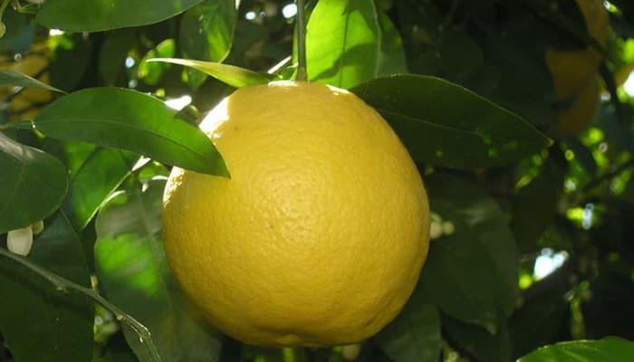 גיזום עץ אשכולית