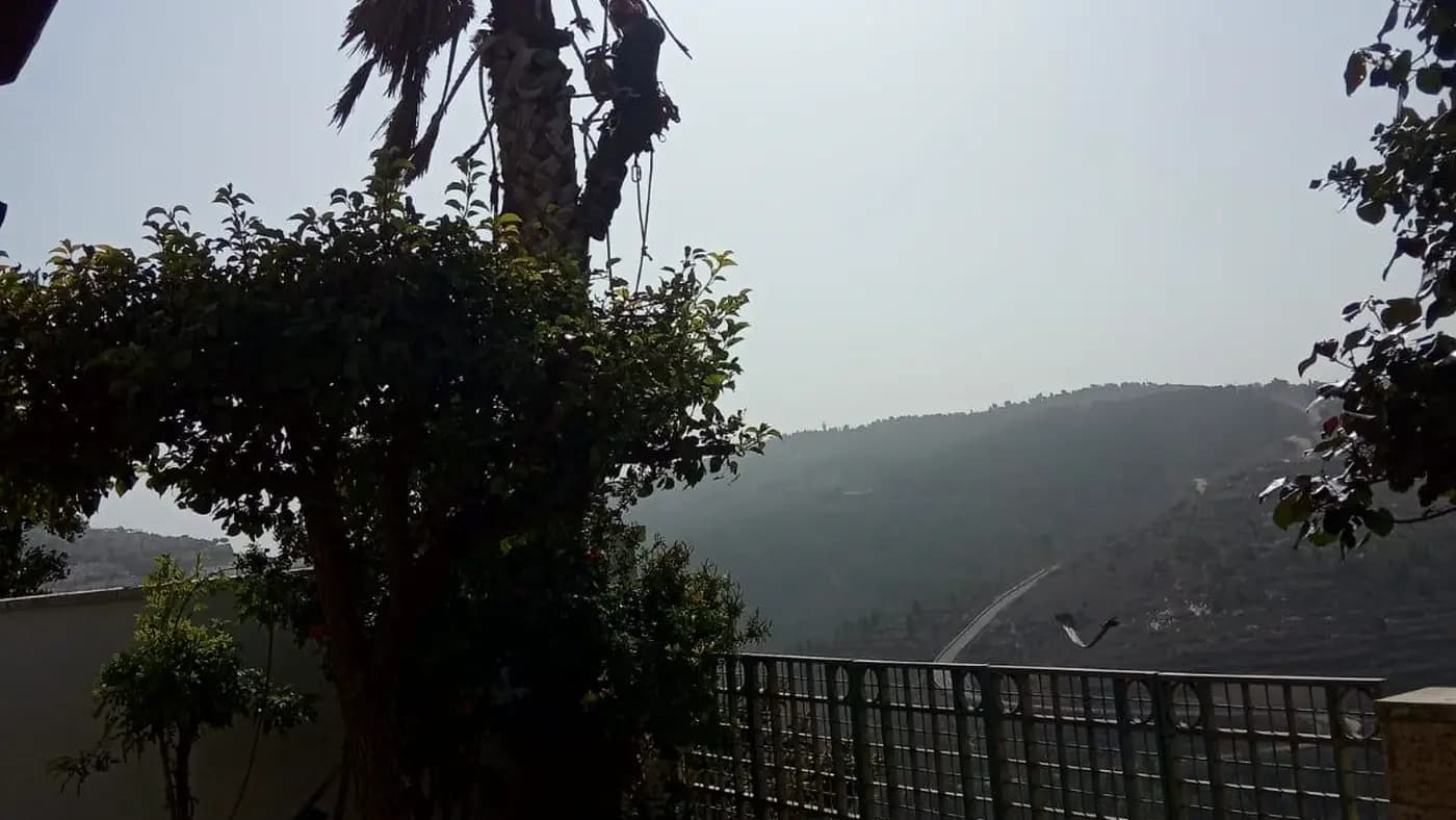 עצים בגינה עם מדרון ונוף פתוח