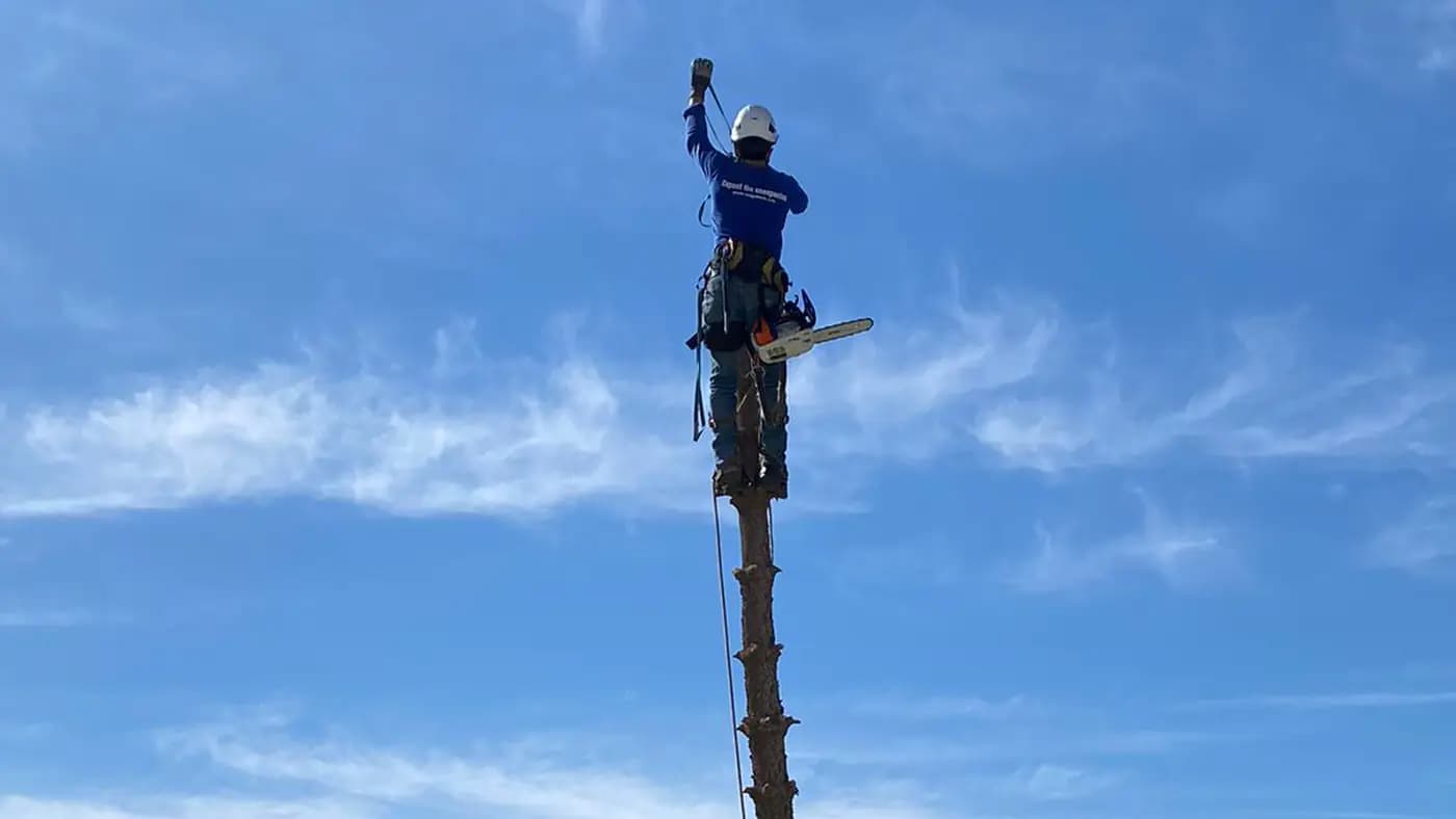 מטפס עצים בראש גזע גבוה בעבודת כריתה מדורגת