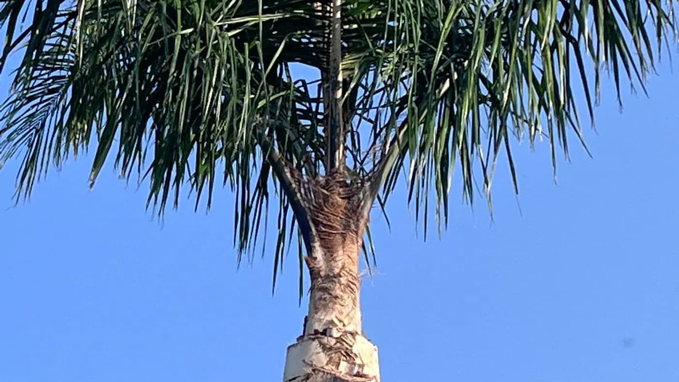 דקל וושינגטוניה לאחר ניקוי והסרת חריות יבשות