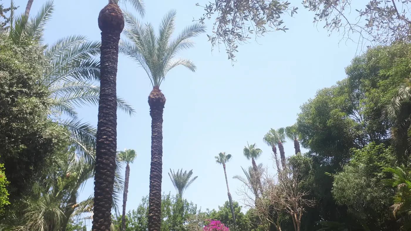 דקלים ועצי נוי בגינה פרטית מטופחת