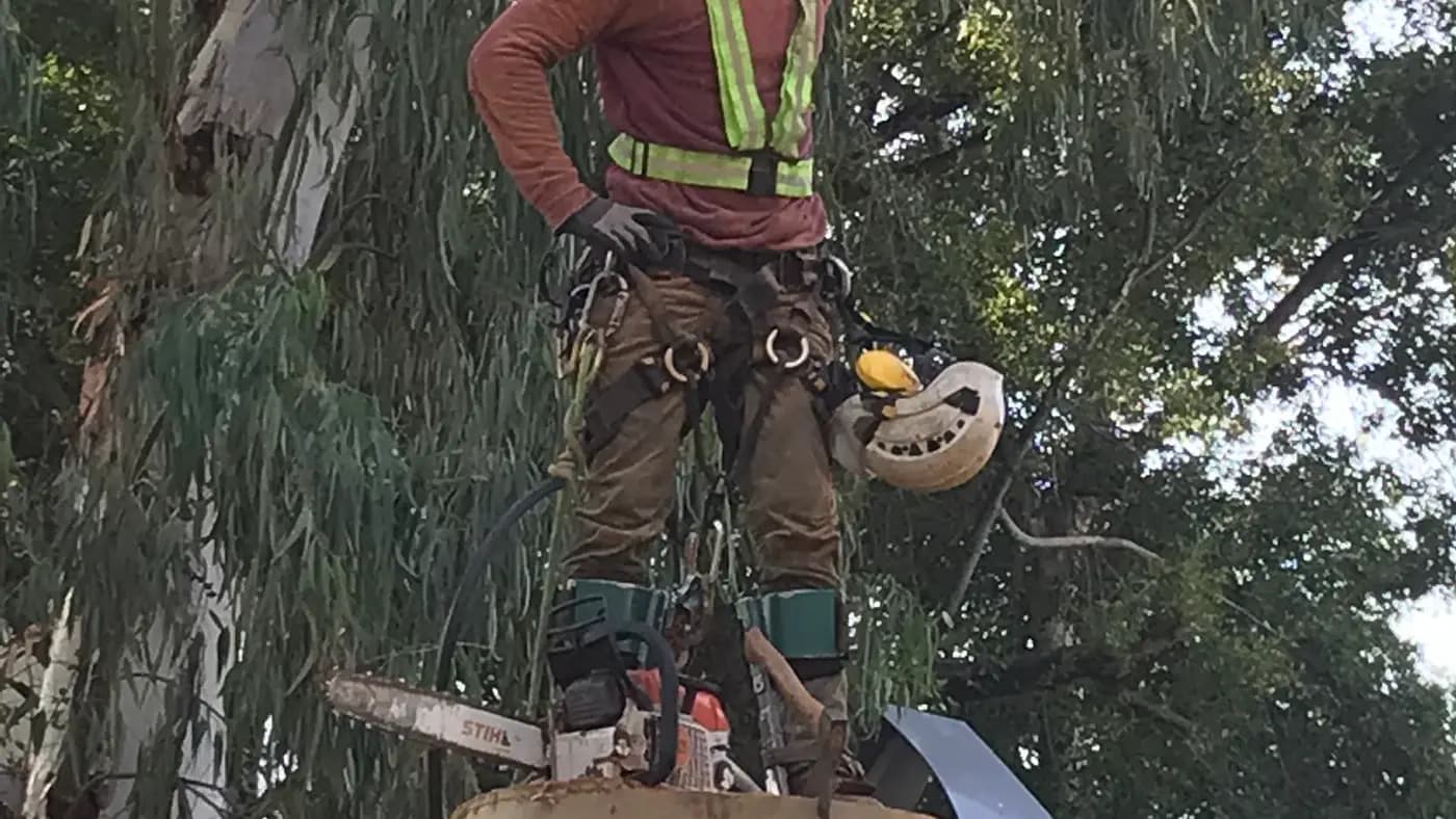 גוזם עצים עם מסור שרשרת בעבודת כריתה