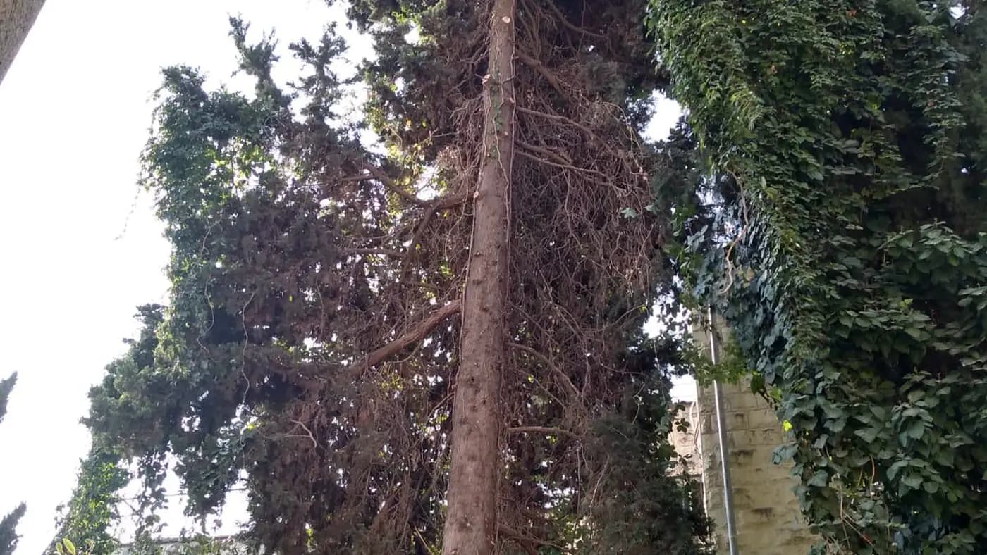 גזע עץ בוגר בגינה צפופה בין בניינים לפני טיפול