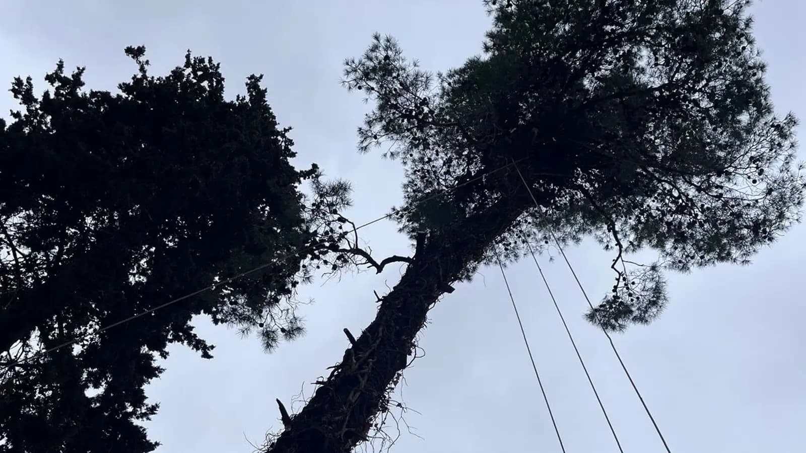 עץ בוגר שענפיו משתלבים בקווי חשמל – מצב שדורש כריתה זהירה ומתוכננת
